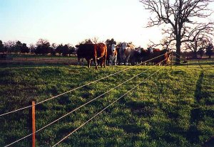 ELECTRIC FENCE : IS IT ON OR OFF - FARM LIFE FORUM - GARDENWEB