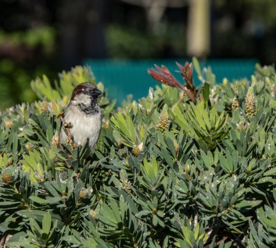 bird in a bush